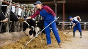 Dairy Farm Worker Jobs in the UK with Visa Sponsorship – May 2025